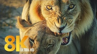 8K Wildlife of Kgalagadi Trans...