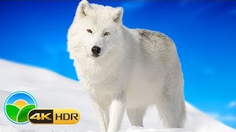 Majestic Winter Wildlife in 4K...